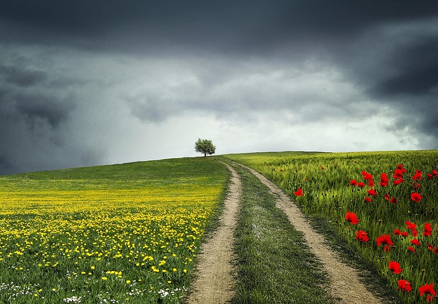 chemin au milieu de champs